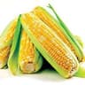 Sweetcorn
